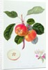 The Trumpington Apple, 1819 by William Hooker