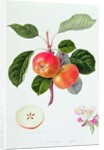 The Trumpington Apple, 1819 by William Hooker