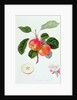 The Trumpington Apple, 1819 by William Hooker