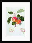 The Trumpington Apple, 1819 by William Hooker