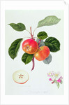 The Trumpington Apple, 1819 by William Hooker