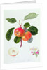 The Trumpington Apple, 1819 by William Hooker