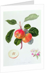 The Trumpington Apple, 1819 by William Hooker