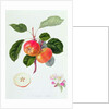 The Trumpington Apple, 1819 by William Hooker