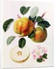 The Beauty of Kent, 1819 by William Hooker