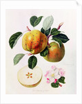 The Beauty of Kent, 1819 by William Hooker