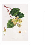 The Cob Nut, 1816 by William Hooker