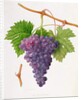 The Poonah Grape, 1820 by William Hooker