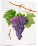 The Poonah Grape, 1820 by William Hooker