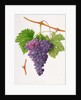 The Poonah Grape, 1820 by William Hooker