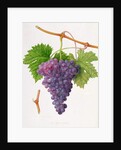 The Poonah Grape, 1820 by William Hooker