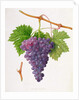 The Poonah Grape, 1820 by William Hooker