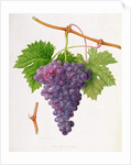 The Poonah Grape, 1820 by William Hooker