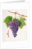 The Poonah Grape, 1820 by William Hooker