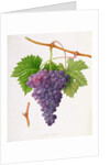 The Poonah Grape, 1820 by William Hooker
