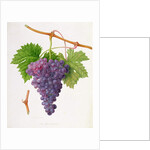 The Poonah Grape, 1820 by William Hooker