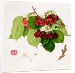 The May Duke Cherry, 1815 by William Hooker