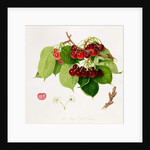 The May Duke Cherry, 1815 by William Hooker