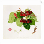 The May Duke Cherry, 1815 by William Hooker