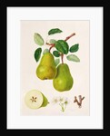 The D'Auch Pear, 1817 by William Hooker