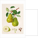 The D'Auch Pear, 1817 by William Hooker