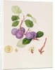 La Royale Plum, 1815 by William Hooker