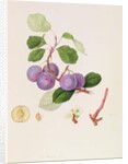 La Royale Plum, 1815 by William Hooker