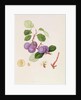 La Royale Plum, 1815 by William Hooker