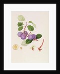 La Royale Plum, 1815 by William Hooker