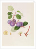 La Royale Plum, 1815 by William Hooker