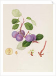 La Royale Plum, 1815 by William Hooker