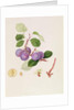 La Royale Plum, 1815 by William Hooker