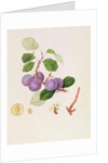 La Royale Plum, 1815 by William Hooker