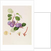 La Royale Plum, 1815 by William Hooker