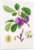 Wilmot's Early Violet Plum by William Hooker