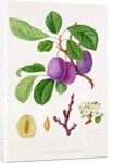 Wilmot's Early Violet Plum by William Hooker