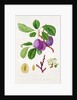 Wilmot's Early Violet Plum by William Hooker