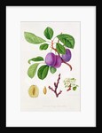 Wilmot's Early Violet Plum by William Hooker