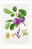 Wilmot's Early Violet Plum by William Hooker