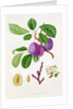 Wilmot's Early Violet Plum by William Hooker