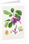 Wilmot's Early Violet Plum by William Hooker