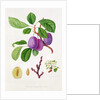 Wilmot's Early Violet Plum by William Hooker