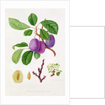 Wilmot's Early Violet Plum by William Hooker