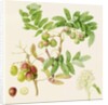 The Pear-Shaped Service Crab Apple, 1820 by William Hooker