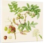 The Pear-Shaped Service Crab Apple, 1820 by William Hooker