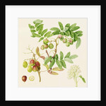The Pear-Shaped Service Crab Apple, 1820 by William Hooker