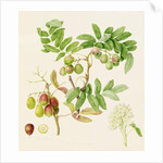 The Pear-Shaped Service Crab Apple, 1820 by William Hooker