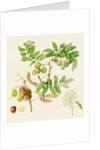 The Pear-Shaped Service Crab Apple, 1820 by William Hooker