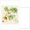 The Pear-Shaped Service Crab Apple, 1820 by William Hooker