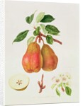 The Chaumontelle Pear, 1818 by William Hooker